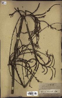 spécimen de Calamus viminalis