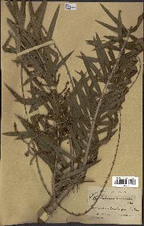spécimen de Calamus viminalis