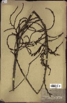 spécimen de Calamus viminalis