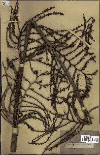 spécimen de Calamus viminalis