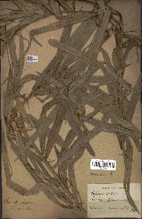 spécimen de Calamus viminalis
