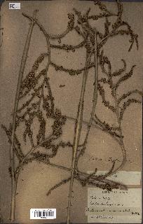 spécimen de Calamus viminalis