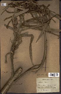 spécimen de Calamus viminalis