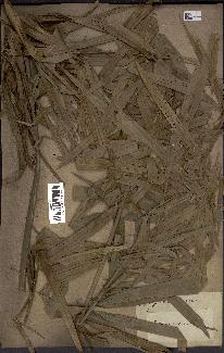 spécimen de Calamus viminalis