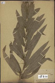 spécimen de Calamus viminalis