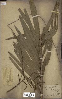 spécimen de Calamus viminalis