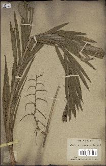 spécimen de Calamus viminalis