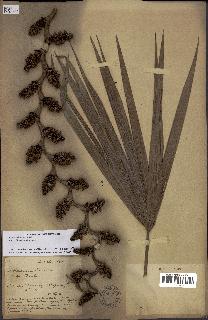 spécimen de Mauritia flexuosa