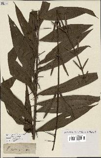 spécimen de Desmoncus sp.