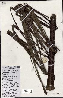 spécimen de Dypsis ceracea