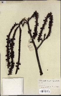 spécimen de Geonoma sp.