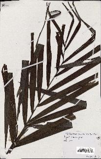 spécimen de Dypsis ceracea