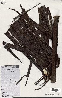 spécimen de Dypsis ceracea