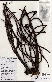 spécimen de Dypsis lastelliana