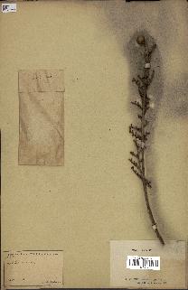 spécimen de Calamus sp.