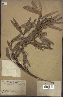 spécimen de Calamus sp.
