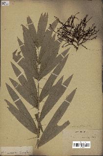 spécimen de Calamus viminalis