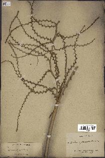 spécimen de Calamus viminalis