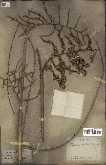 spécimen de Calamus viminalis
