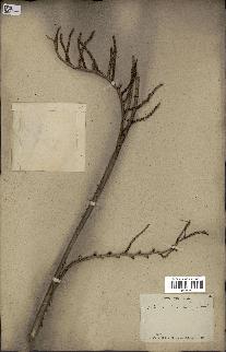 spécimen de Calamus viminalis