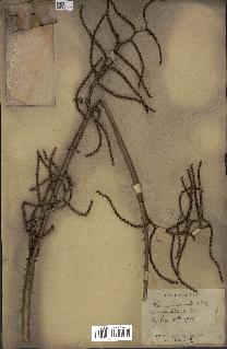 spécimen de Calamus viminalis