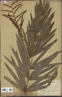 spécimen de Calamus viminalis