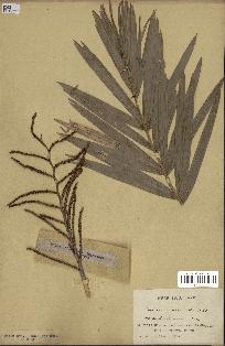 spécimen de Calamus viminalis