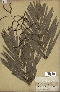 spécimen de Calamus viminalis