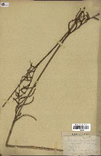 spécimen de Calamus viminalis