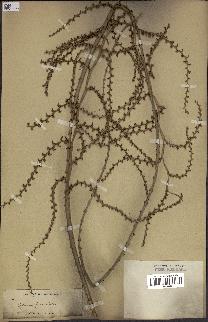 spécimen de Calamus viminalis