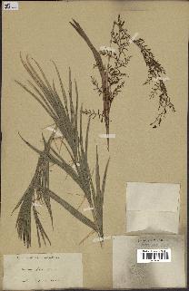 spécimen de Calamus viminalis