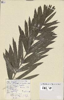 spécimen de Calamus viminalis
