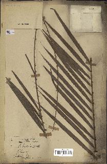 spécimen de Daemonorops hystrix