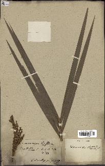 spécimen de Daemonorops hystrix