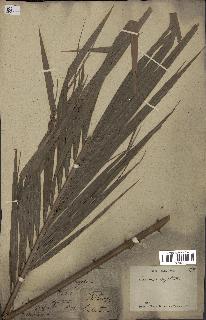 spécimen de Daemonorops hystrix