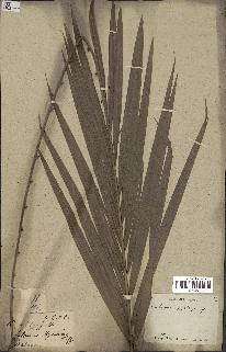 spécimen de Daemonorops hystrix