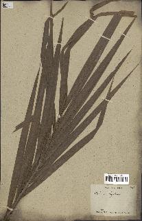 spécimen de Daemonorops hystrix