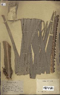 spécimen de Copernicia curtissii