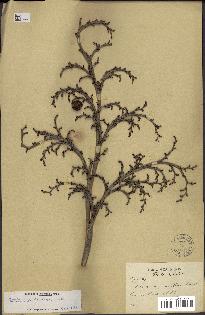 spécimen de Copernicia curtissii