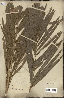 spécimen de Calamus viminalis