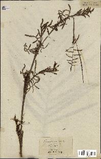 spécimen de Calamus viminalis