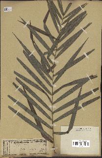 spécimen de Calamus viminalis