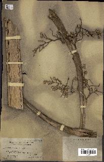 spécimen de Calamus siphonospathus