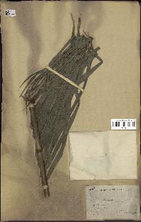 spécimen de Calamus siphonospathus