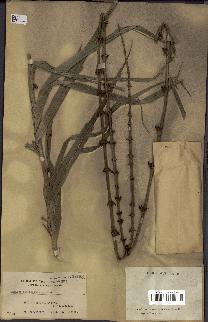 spécimen de Calamus siphonospathus