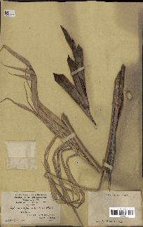 spécimen de Calamus siphonospathus