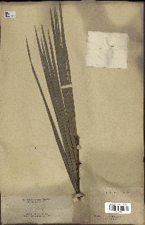 spécimen de Calamus siphonospathus