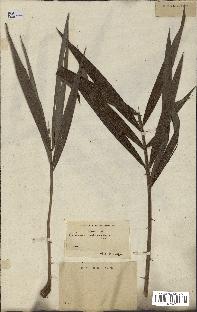 spécimen de Calamus reinwardtii