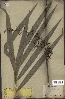 spécimen de Calamus reinwardtii