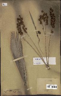 spécimen de Phoenix dactylifera